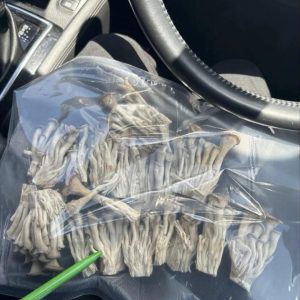 Psilocybe Cubensis (Magiske Svampe) i højeste kvalitet til botanisk brug